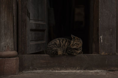 Close-up of cat sitting on wood