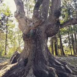 Low angle view of trees in forest