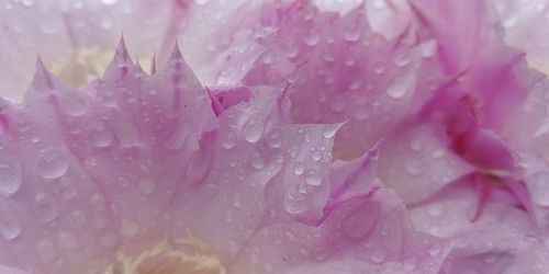 Close-up of water drops on pink flower