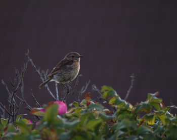 Close-up of bird perching on a plant