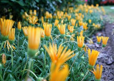 Close-up of yellow crocus flowers on field