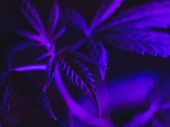 Close-up of purple leaves on plant