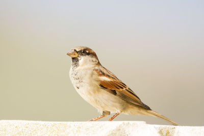 Close-up of sparrow on retaining wall