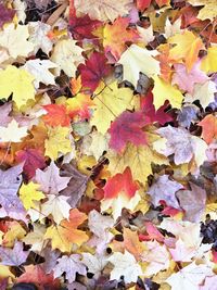 Full frame shot of autumnal leaves