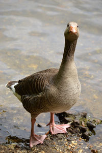 Close-up of duck on the lake