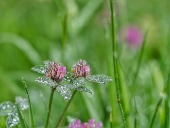 Close-up of flowers against blurred background