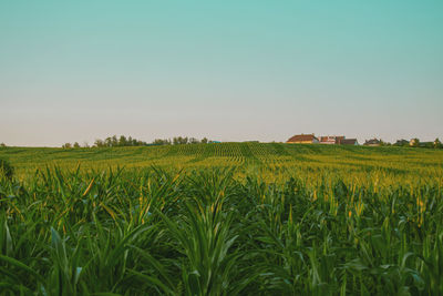 Scenic view of agricultural field against clear sky