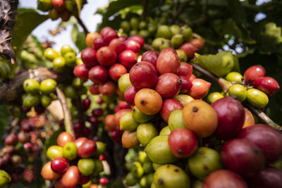 Close-up of cherries growing on tree