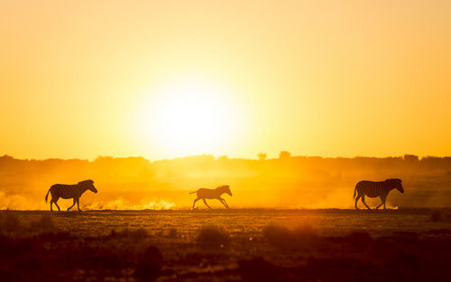 Silhouetted zebra family walk across the african sunset, with a baby zebra racing along in the dust