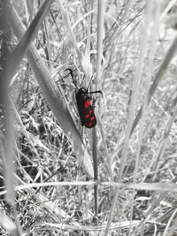 Ladybug on a land