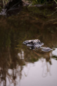 Large american alligator alligator mississippiensis in the wetland at the myakka river park 