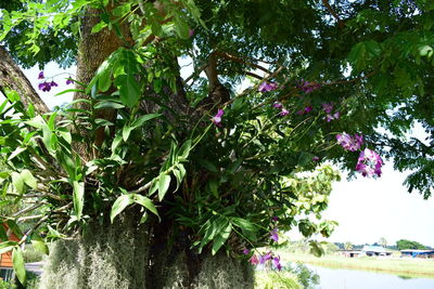 Low angle view of flowering plants by trees in park