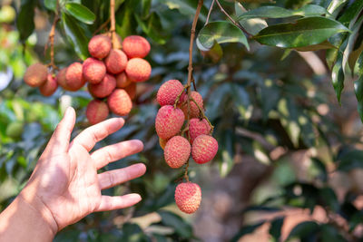 Close-up of red berries on tree