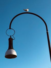 Low angle view of seagull perching on street light