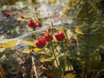 Close-up of red berries on plant