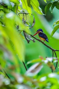 Bird perching on a branch