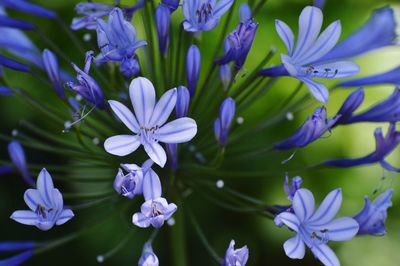 Purple flowers with a green background