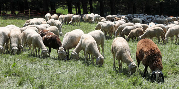 Many grazing sheep in the green meadown