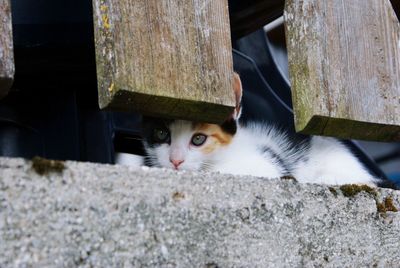 Portrait of cat