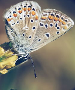 Close-up of butterfly on flower