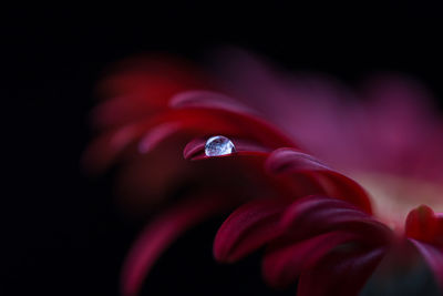 Close-up of water drops on red flower against black background