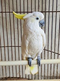 Close-up of parrot perching in cage