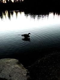 Swan swimming on lake