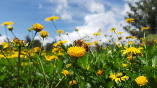 Close-up of honey bee on sunflower