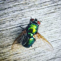 High angle view of insect on wooden plank