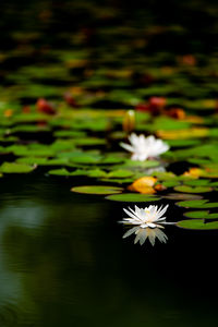 Close-up of lotus water lily in lake