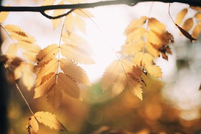 Close-up of yellow leaves during autumn