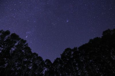 Silhouette trees against starry sky