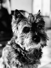 Close-up portrait of dog