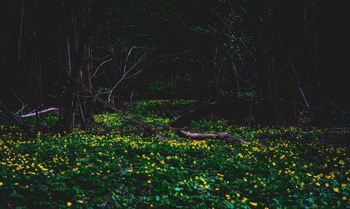 View of birds in forest at night