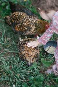 A young girl pets a backyard chicken