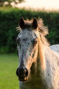 Close up of horse on field