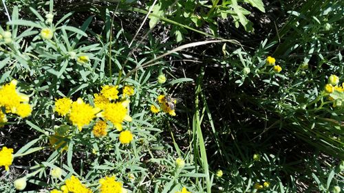 Close-up of yellow flowers blooming outdoors