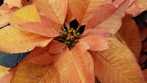 Close-up of wet plant