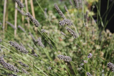 Close-up of spider on flowering plant