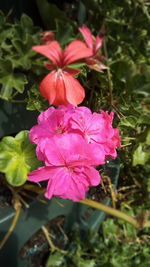 Close-up of pink flowering plant