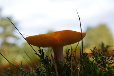 Close-up of mushroom growing on field