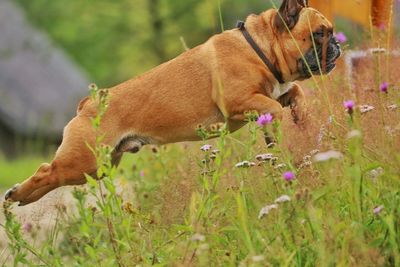 Dog jumping on meadow