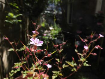 Close-up of pink flowering plant