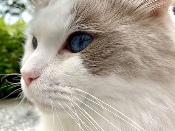 Close-up of cat