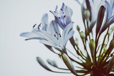 Close-up of flowers against white background