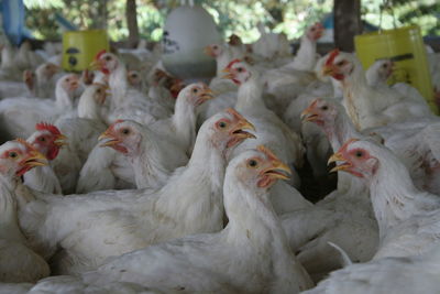 Flock of hens at coop
