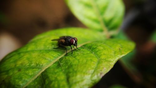 Close-up of insect on leaf