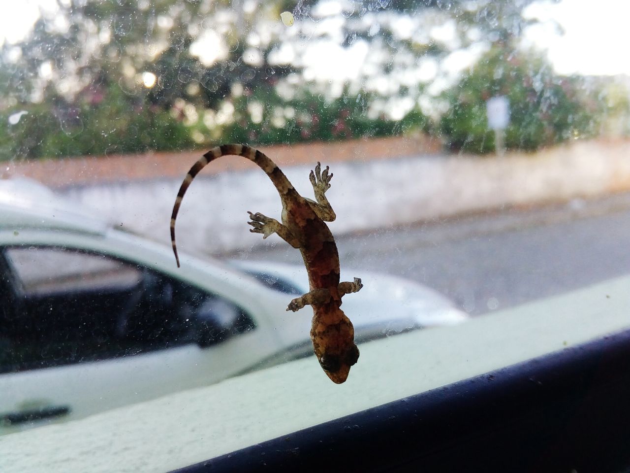 focus on foreground, close-up, day, nature, no people, water, outdoors, animal, metal, animal themes, window, plant, transportation, rusty, selective focus, animal wildlife, invertebrate, glass - material