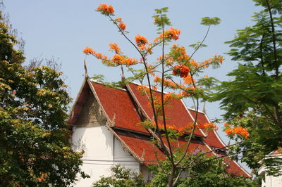 Low angle view of tree by building against sky