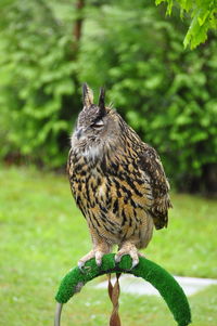 Close-up of bird perching on leaf